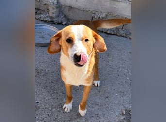 Sami ❤️ super offen, verschmust & lieb! Sami ❤️ super offen, verschmust & lieb!