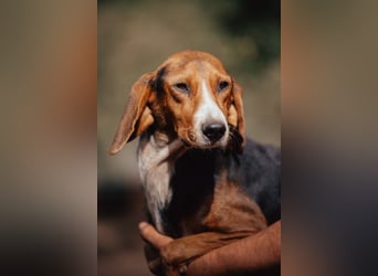 Bracken-Mix Dame Vera ❤️ ruhig, verschmust- sucht Liebe