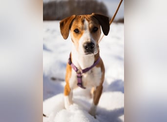 Robin ❤️ verspielte, liebenswerte Hundeschnute