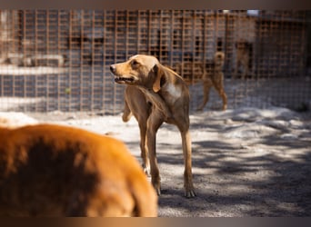 Dany ❤️ aktiver, aufgeschlossener & goldiger Hundebub