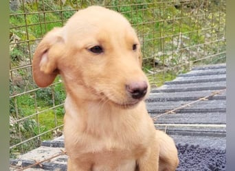 Dany ❤️ aktiver, aufgeschlossener & goldiger Hundebub