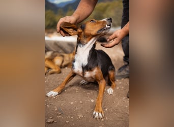 Bracken-Mix Dame Vera ❤️ ruhig, verschmust- sucht Liebe