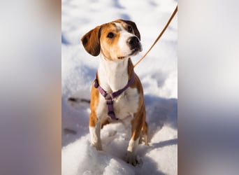 Robin ❤️ verspielte, liebenswerte Hundeschnute