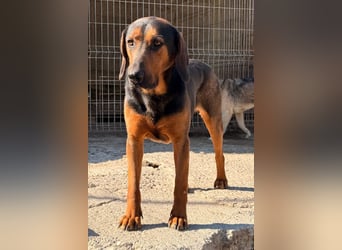 Levi ❤️ lieber, noch schüchterner Bub sucht sein Zuhause