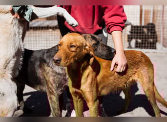 Zuckerbub ♥ Veit ♥ aktiver Schmuse-Schatz