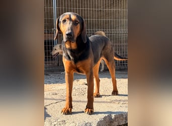 Levi ❤️ lieber, schüchterner Bub sucht sein Zuhause