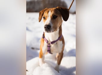 Robin ❤️ verspielte, liebenswerte Hundeschnute