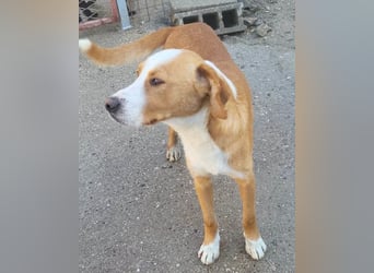 Sami ❤️ super offen, verschmust & lieb! Sami ❤️ super offen, verschmust & lieb!