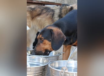 Levi ❤️ lieber, schüchterner Bub sucht sein Zuhause