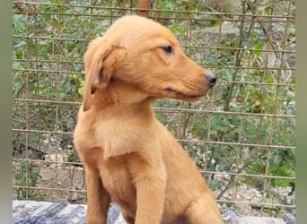 Veit  aktiver Schmuse-Schatz