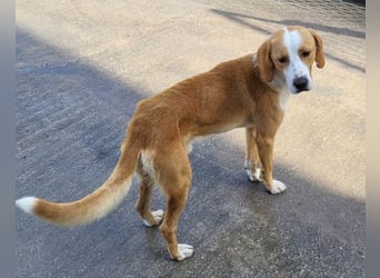 Sami ❤️ super offen, verschmust & lieb! Sami ❤️ super offen, verschmust & lieb!