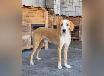 Sami ❤️ super offen, verschmust & lieb! Sami ❤️ super offen, verschmust & lieb!