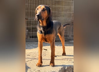 Levi ❤️ lieber, schüchterner Bub sucht sein Zuhause