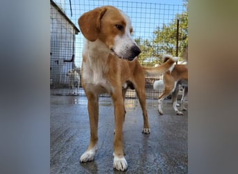 Sami ❤️ super offen, verschmust & lieb! Sami ❤️ super offen, verschmust & lieb!