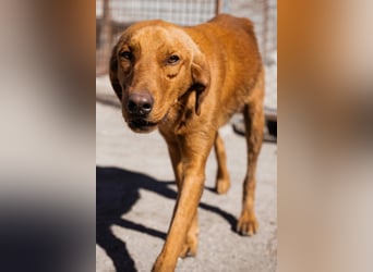 Veit  aktiver Schmuse-Schatz