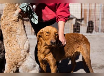 Jungrüde ♥Veit♥ aktiver Schmuse-Schatz