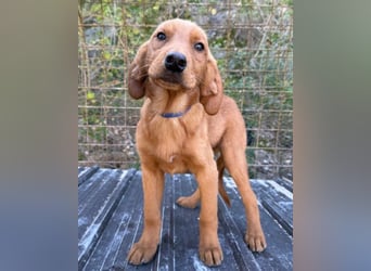 Zuckerbub ♥Veit♥ aktiver Schmuse-Schatz