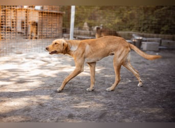 Dany ❤️ aktiver, aufgeschlossener & goldiger Hundebub