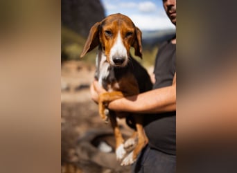 Bracken-Mix Dame Vera ❤️ ruhig, verschmust- sucht Liebe