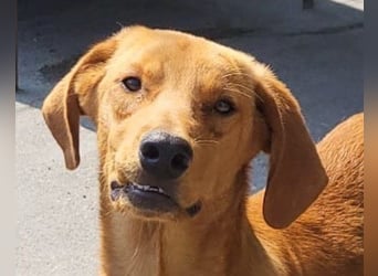 Zuckerbub  Veit  aktiver Schmuse-Schatz