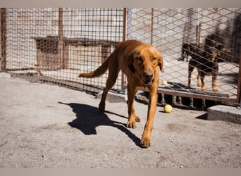 Veit  aktiver Schmuse-Schatz