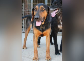 Levi ❤️ lieber, schüchterner Bub sucht sein Zuhause