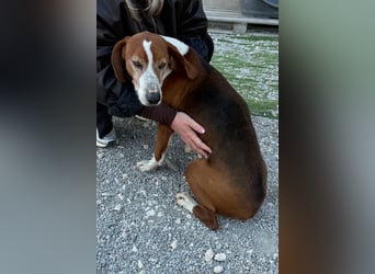 Kleppo ❤️ so menschenbezogen + schmusig