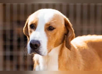 Sami ❤️ super offen, verschmust & lieb! Sami ❤️ super offen, verschmust & lieb!