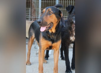 Levi ❤️ lieber, schüchterner Bub sucht sein Zuhause