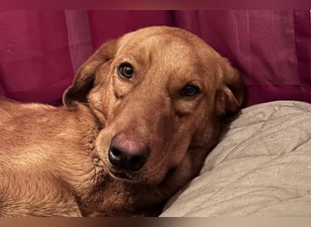 Schmuse-Schatz ♥Veit♥ wartet bereits in 65933 Frankfurt auf seine Für-Immer-Menschen