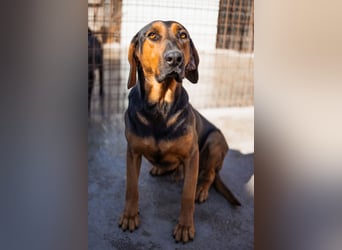 Levi ❤️ lieber, schüchterner Bub sucht sein Zuhause