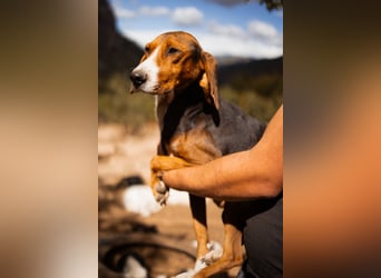 Bracken-Mix Dame Vera ❤️ ruhig, verschmust- sucht Liebe