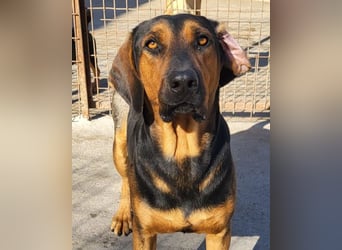 Levi ❤️ Bracke-Mix, verspielt+ aufgeschlossen