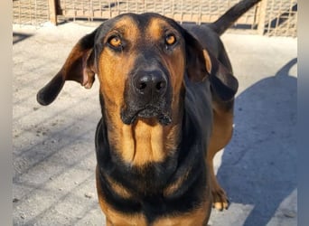 Levi ❤️ Bracke-Mix, verspielt+ aufgeschlossen