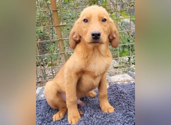 Veit  aktiver Schmuse-Schatz