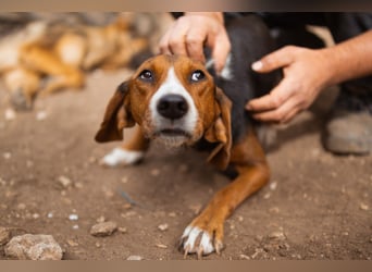 Bracken-Mix Dame Vera ❤️ ruhig, verschmust- sucht Liebe