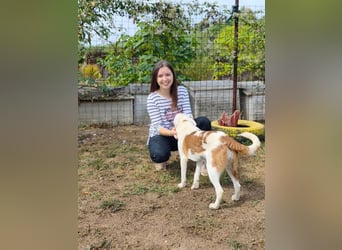 Lucy - eine sanfte Seele auf der Suche nach ihrem Zuhause