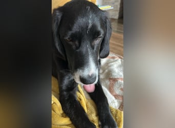 süßer Junghund Bracke Mischling Jimmy sucht eine Familie