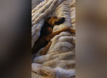 kleiner Bracken Mischlings-Rüde Bimini sucht seine Familie