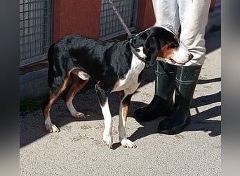 lieber Bracke Mischling Mauro sucht ein Zuhause, Jagdhund, Posavski Gonic