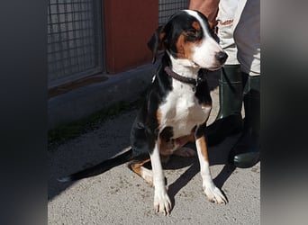 lieber Bracke Mischling Mauro sucht ein Zuhause, Jagdhund, Posavski Gonic