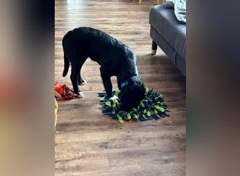 süßer Junghund Bracke Mischling Jimmy sucht eine Familie