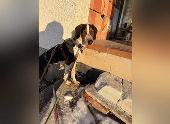 Beetlejuice Posavski Gonic Bracken Mischling Rüde sucht Zuhause für immer