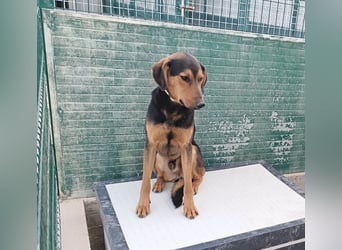 freundlicher junger Bracke Mischlings-Rüde Angelo sucht seine Menschen