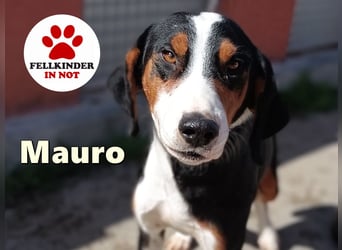 lieber Bracke Mischling Mauro sucht ein Zuhause, Jagdhund, Posavski Gonic
