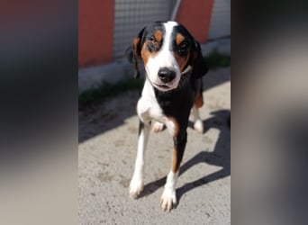 lieber Bracke Mischling Mauro sucht ein Zuhause, Jagdhund, Posavski Gonic