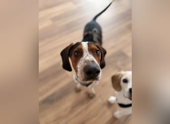 Beetlejuice Posavski Gonic Bracken Mischling Rüde sucht Zuhause für immer