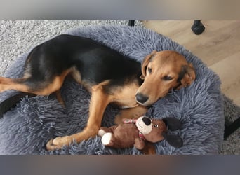 kleiner Bracken Mischlings-Rüde Bimini sucht seine Familie