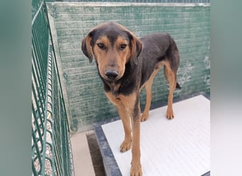 freundlicher junger Bracke Mischlings-Rüde Angelo sucht seine Menschen