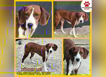 junge süße Bracken Mischlings-Hündin Mei sucht ihre Herzensmenschen